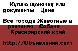 Куплю щенячку или документы › Цена ­ 3 000 - Все города Животные и растения » Собаки   . Красноярский край